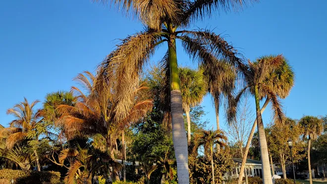 Bringing Your Plants Back to Life: Recovering from a Hard Freeze in Florida